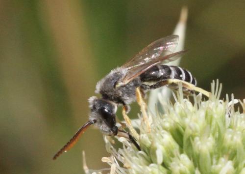 Réf. 223 401 : Halictus compressus